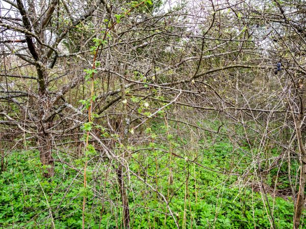 Cost of Underbrush Clearing in Columbus