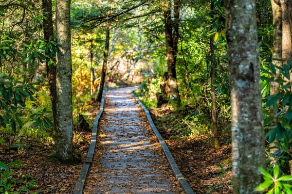 Cost of Trail Clearing in Columbus