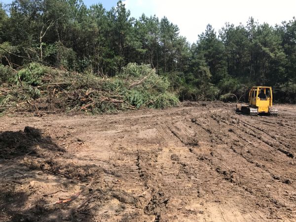 Cost of Thicket Clearing in Columbus